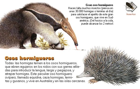 Osos hormigueros