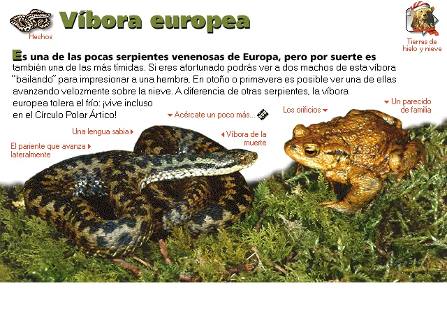Víbora europea