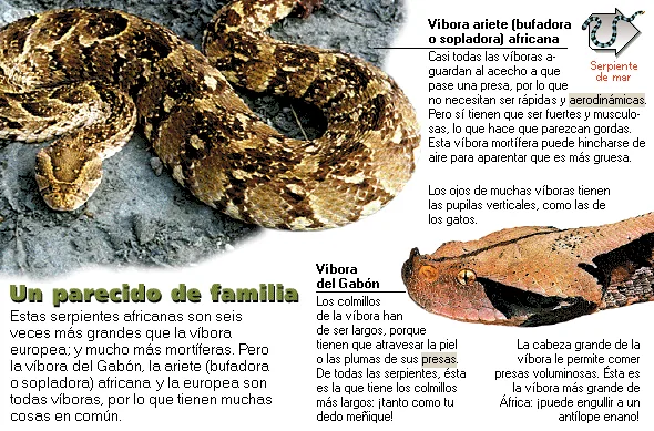 Un parecido de familia