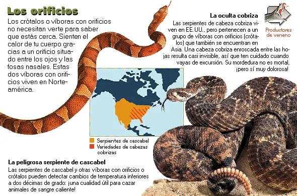 Los orificios