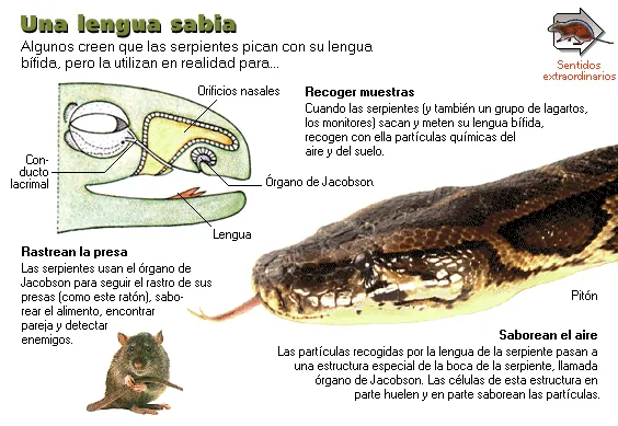 Una lengua sabia