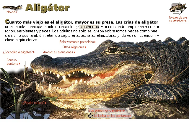 Aligátor
