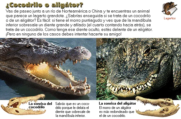 ¿Cocodrilo o aligátor?