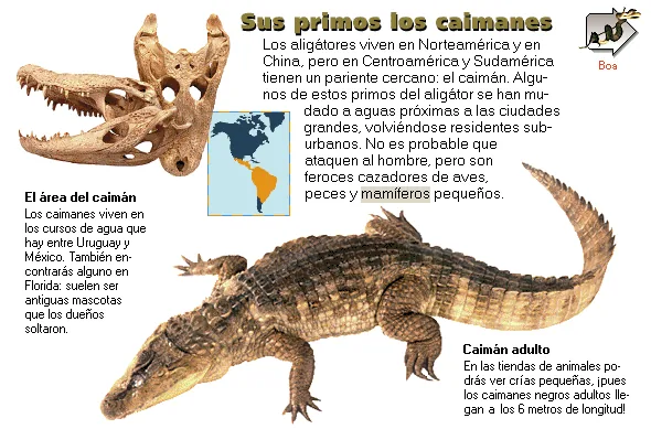 Sus primos los caimanes