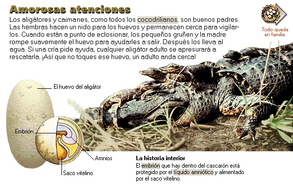 Amorosas atenciones