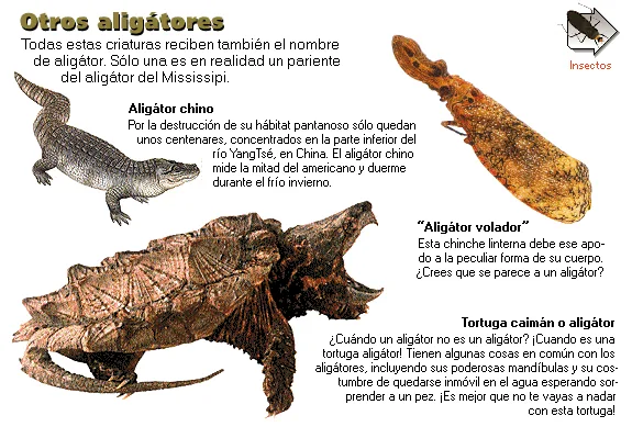 Otros aligátores
