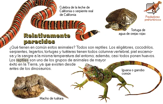 Relativamente parecidos