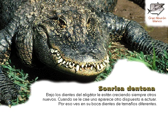Sonrisa dentona