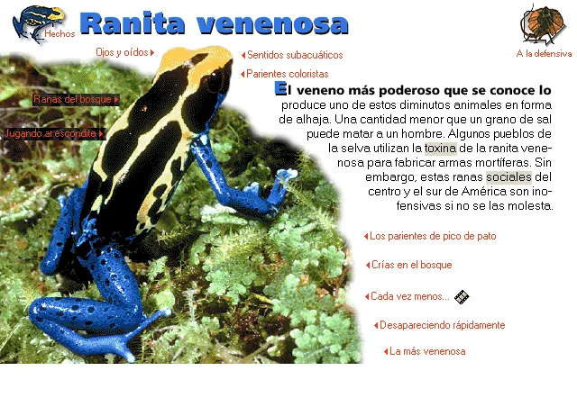 Ranita venenosa