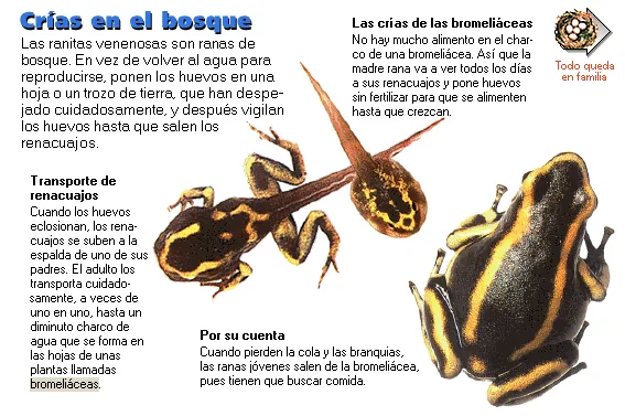 Crías en el bosque