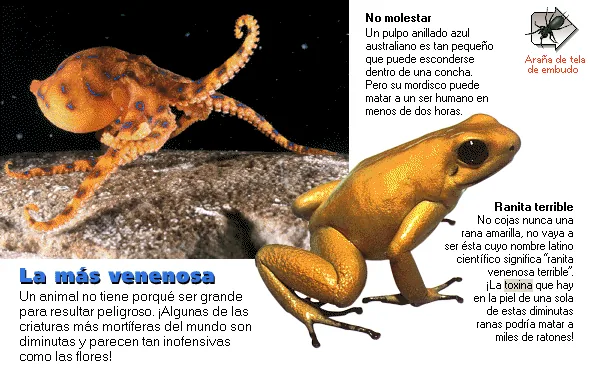 La más venenosa
