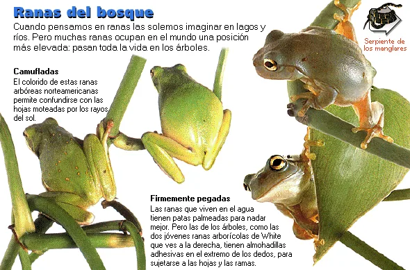 Ranas del bosque