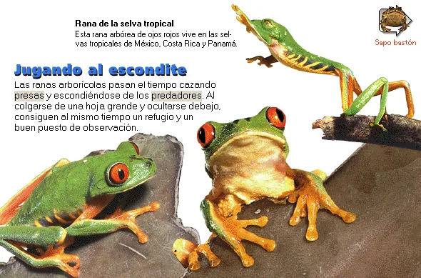 Jugando al escondite