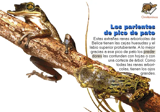 Los parientes de pico de pato