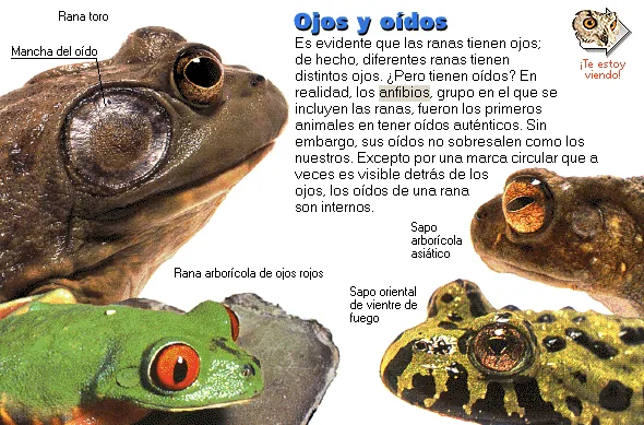 Ojos y oídos