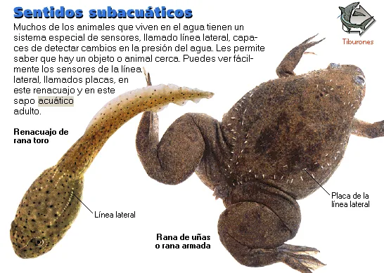 Sentidos subacuáticos