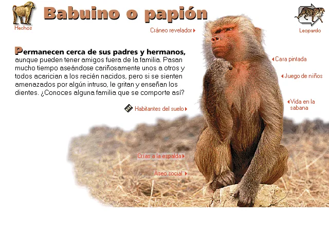 Babuino o papión