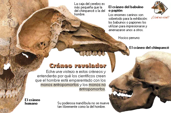 Cráneo revelador