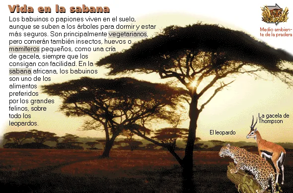 Vida en la sabana