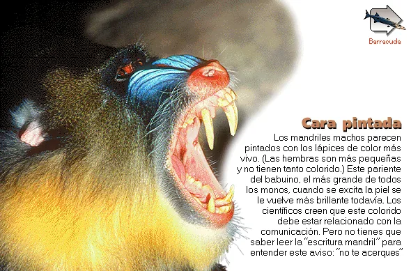 Cara pintada