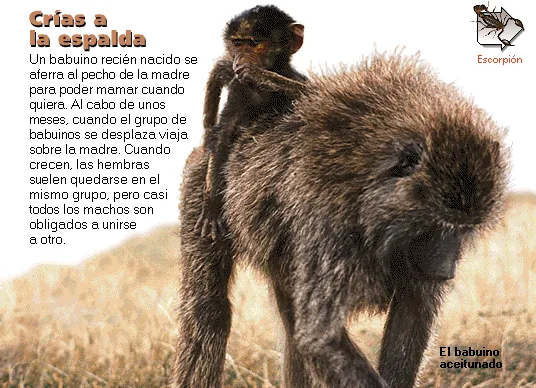 Crías a la espalda