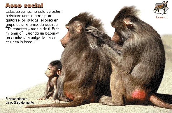 Aseo social