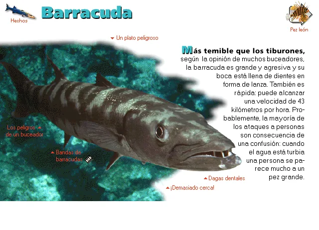 Barracuda