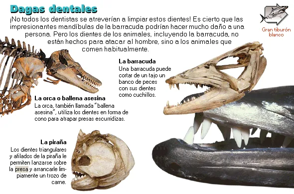 Dagas dentales