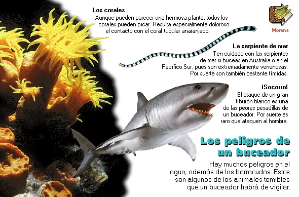 Los peligros de un buceador
