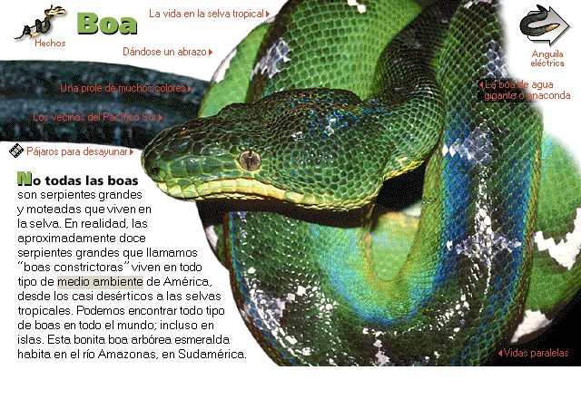 Boa