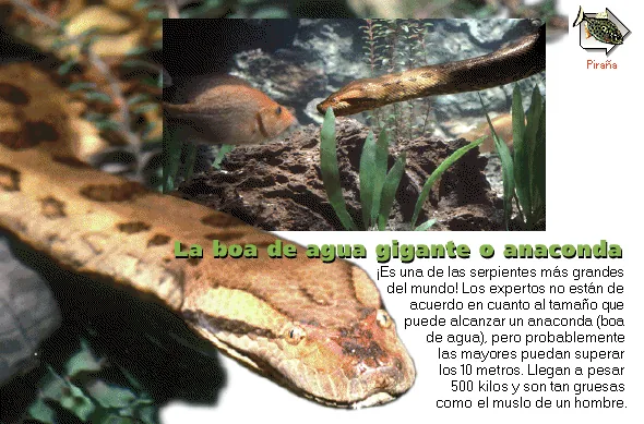 La boa de agua gigante o anaconda