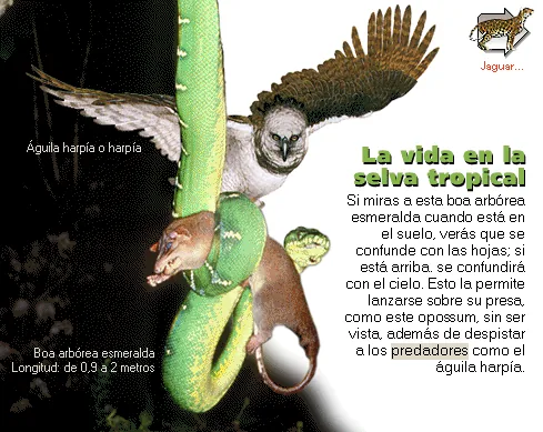 La vida en la selva tropical