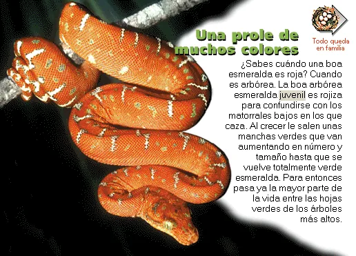 Una prole de muchos colores