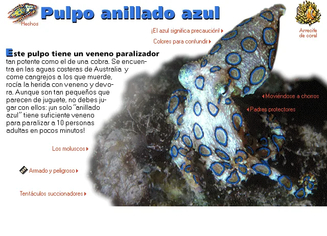 Pulpo anillado azul
