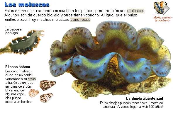 Los moluscos