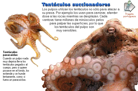 Tentáculos succionadores
