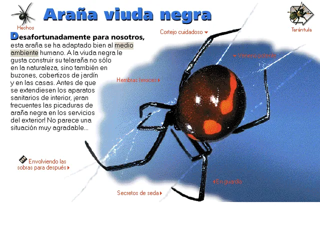 Araña viuda negra