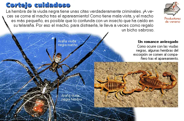 Cortejo cuidadoso