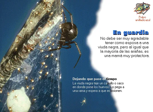 En guardia