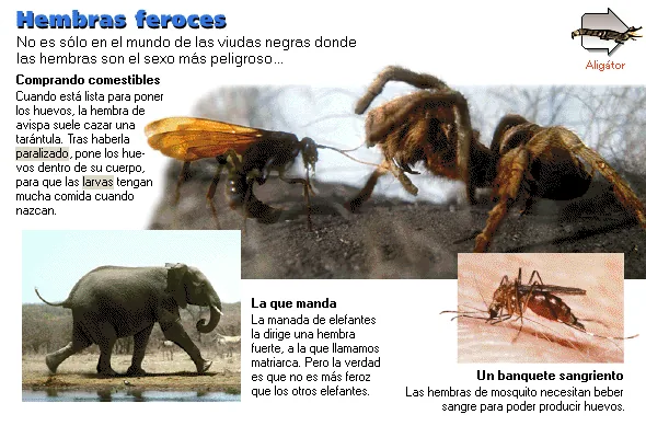 Hembras feroces