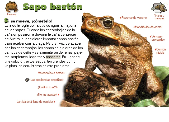 Sapo bastón