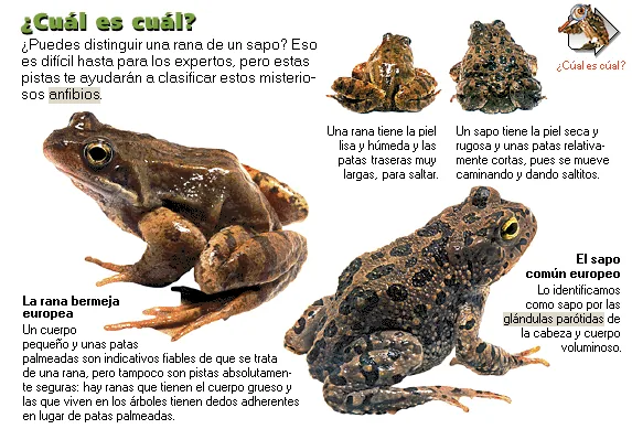 ¿Cuál es cuál?