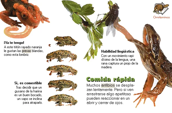 Comida rápida