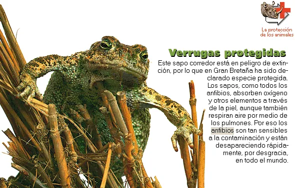 Verrugas protegidas