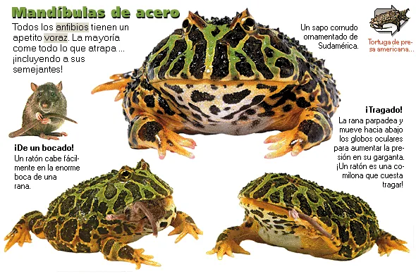 Mandíbulas de acero