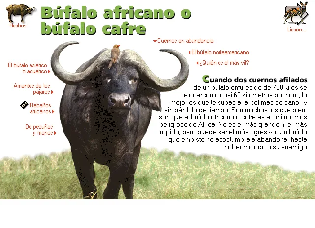 Búfalo africano o búfalo cafre