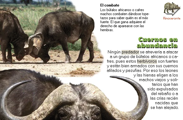 Cuernos en abundancia