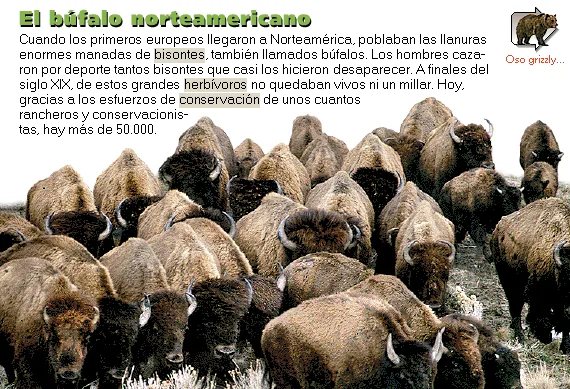 El búfalo norteamericano
