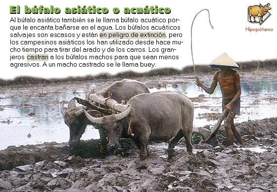 El búfalo asiático o acuático