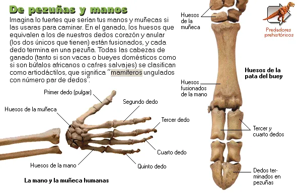 De pezuñas y manos